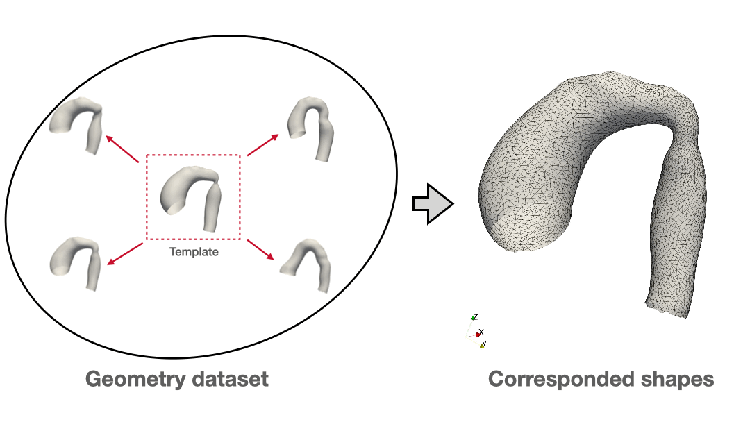 Vascular shape registration